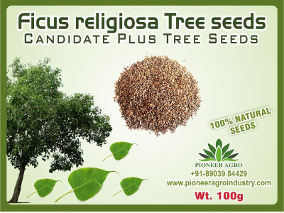 Ficus Religeiosa